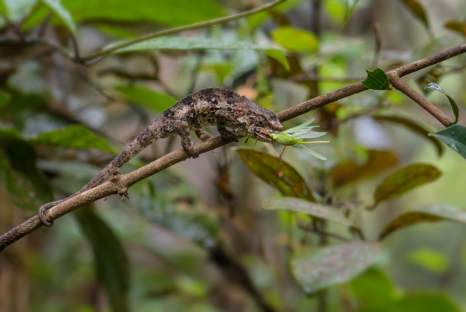 chameleon krátkorohý - Calumma brevicorne