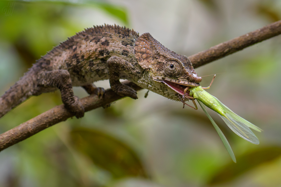 chameleon krátkorohý - Calumma brevicorne