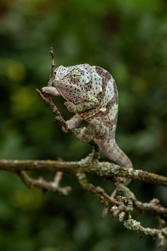 chameleon límcový - Chamaeleo dilepis