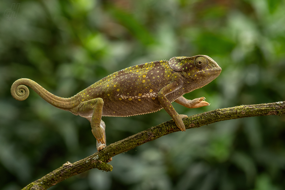 chameleon límcový - Chamaeleo dilepis