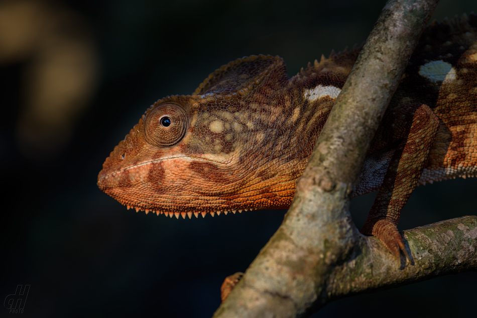 chameleon obrovský - Furcifer oustaleti