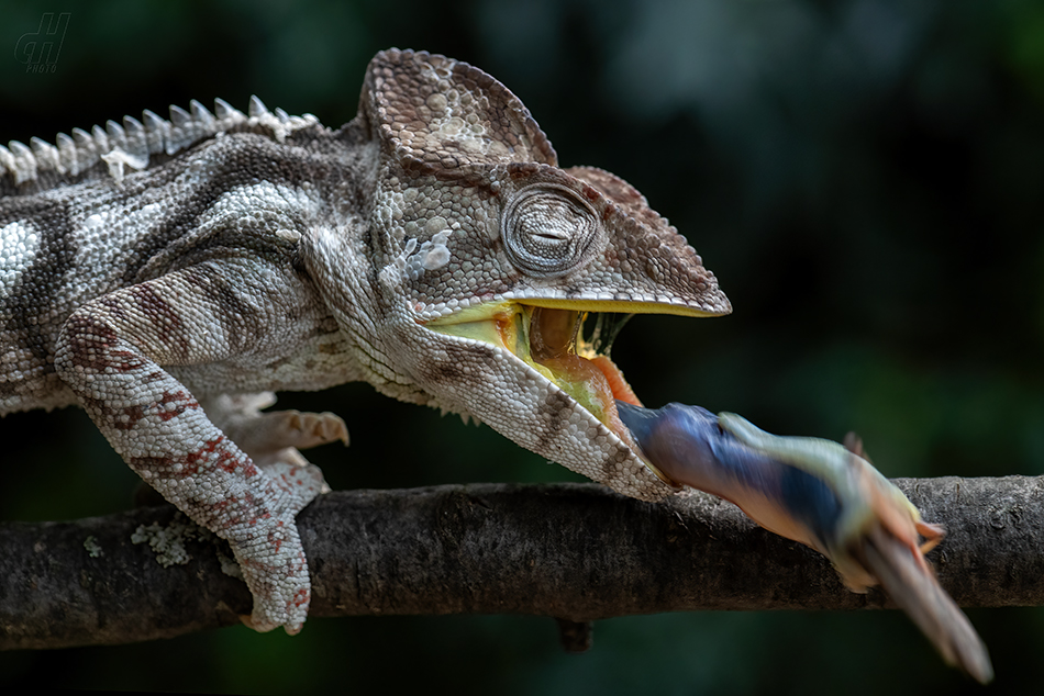chameleon obrovský - Furcifer oustaleti