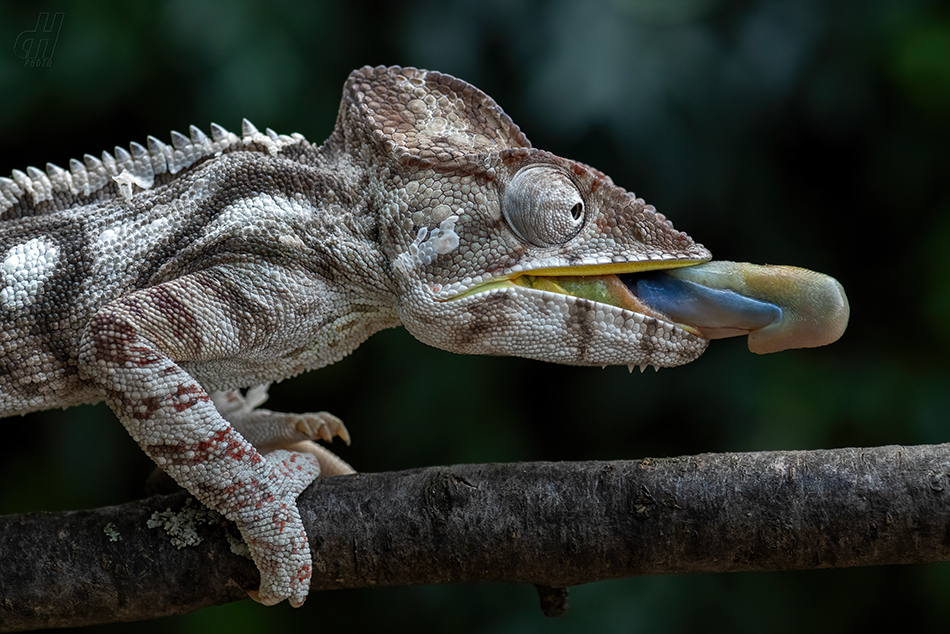 chameleon obrovský - Furcifer oustaleti