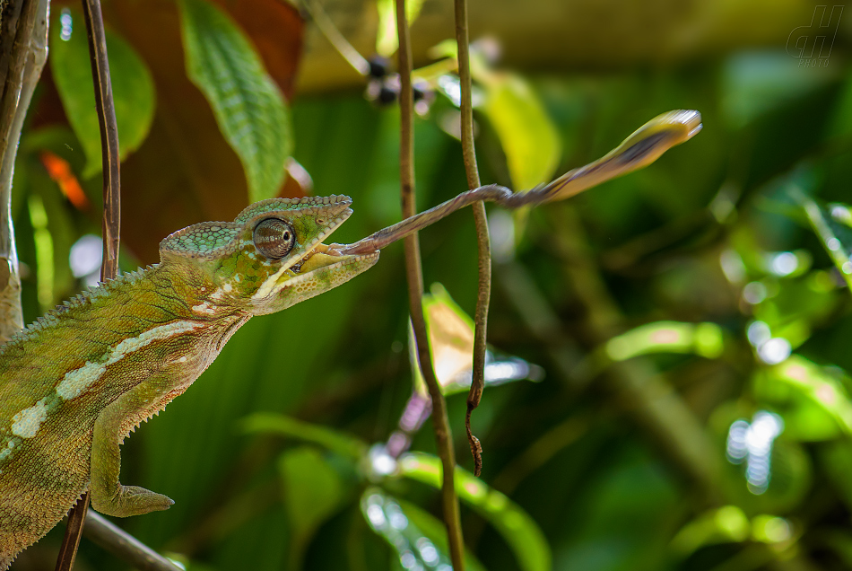 chameleon pardálí - Furcifer pardalis