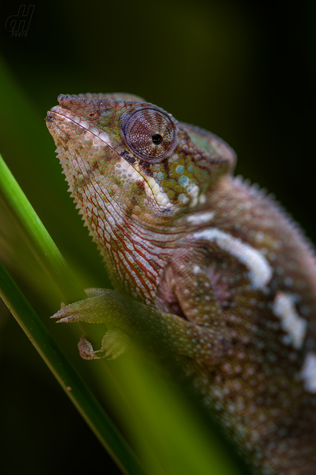 chameleon pardálí - Furcifer pardalis