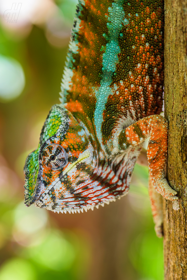 chameleon pardálí - Furcifer pardalis