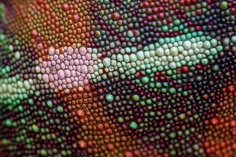 chameleon pardálí - Furcifer pardalis