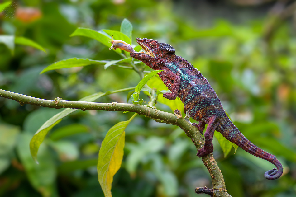 chameleon pardálí - Furcifer pardalis