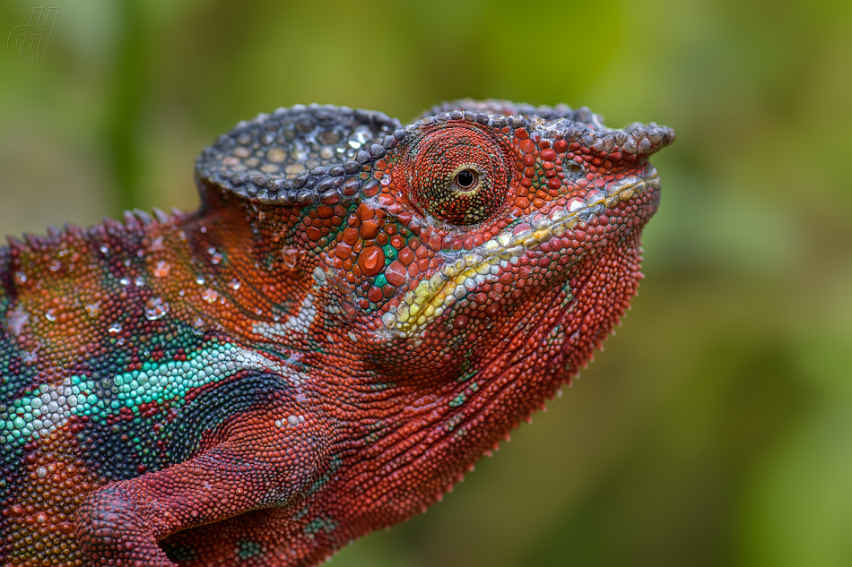 chameleon pardálí - Furcifer pardalis