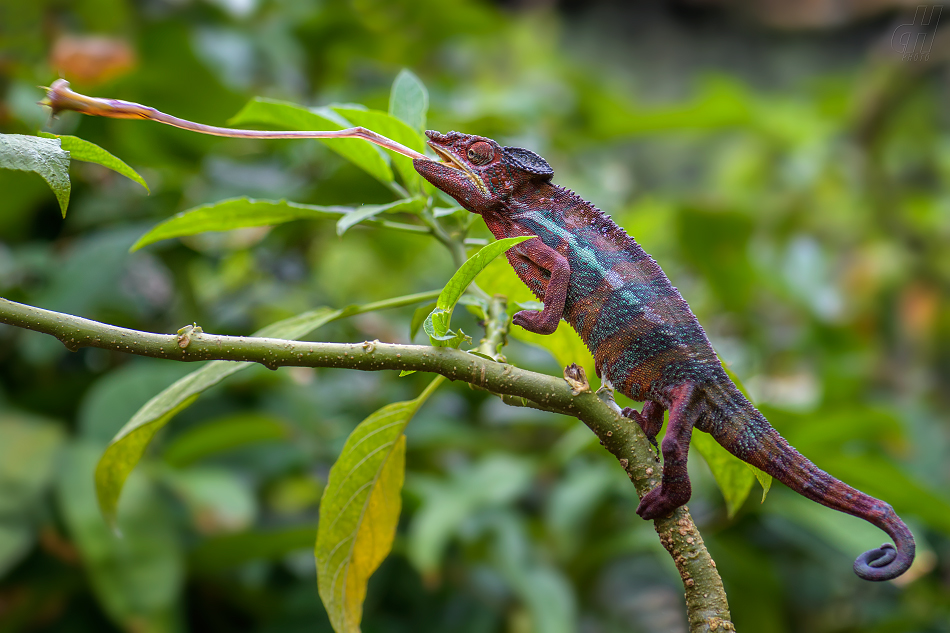 chameleon pardálí - Furcifer pardalis