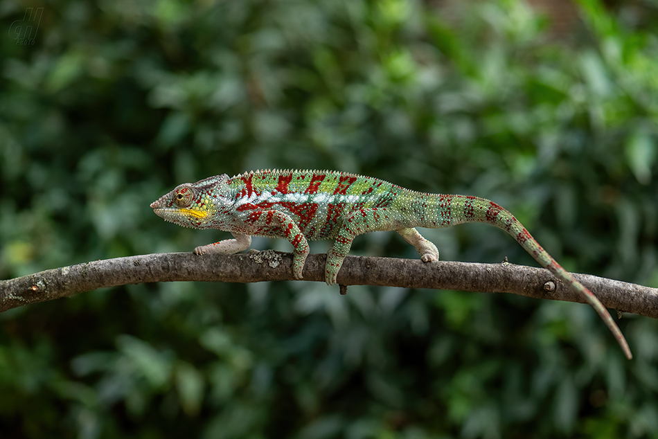 chameleon pardálí - Furcifer pardalis