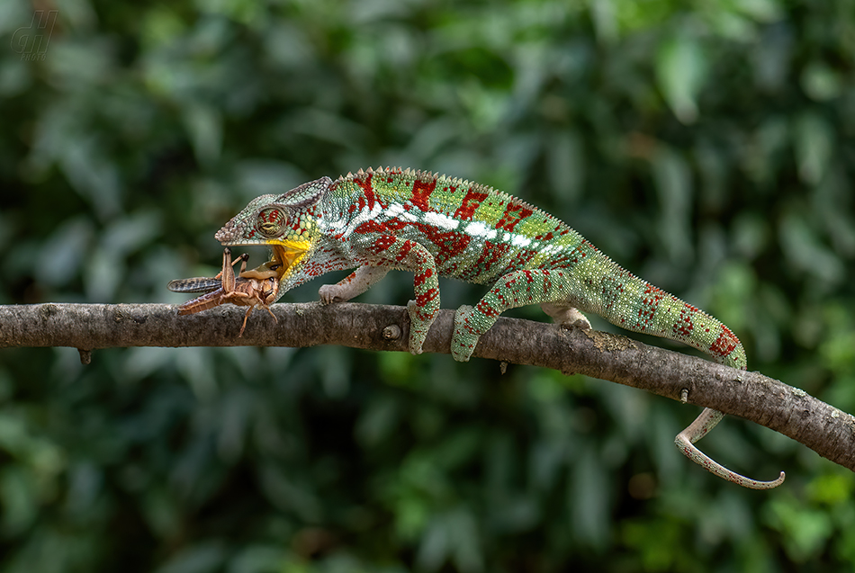 chameleon pardálí - Furcifer pardalis