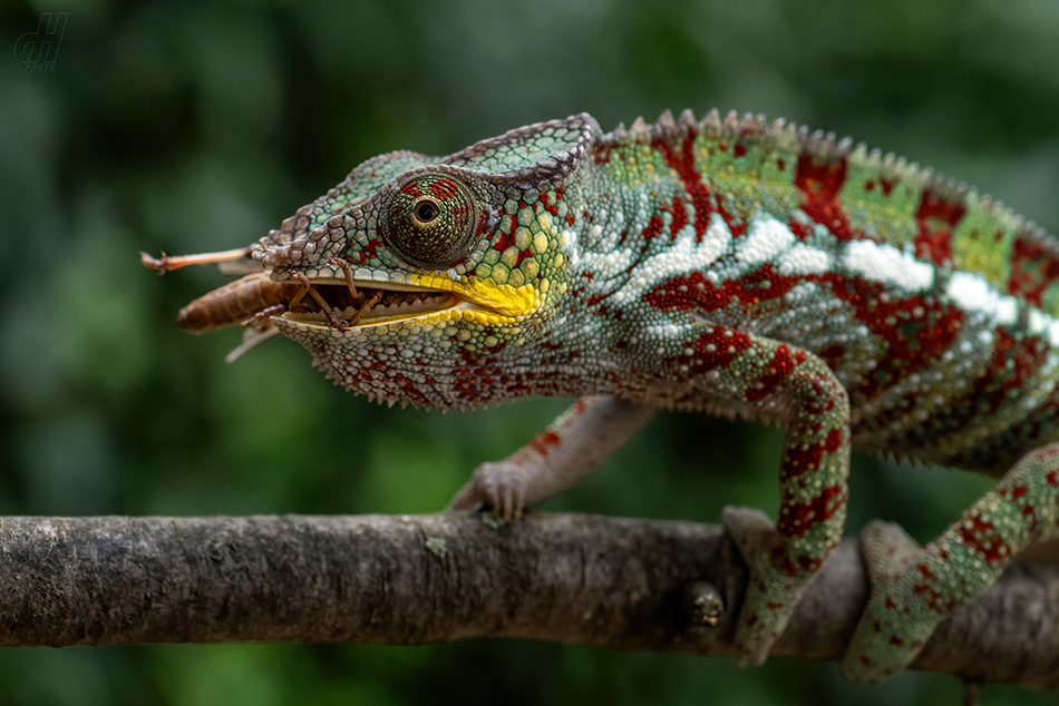 chameleon pardálí - Furcifer pardalis