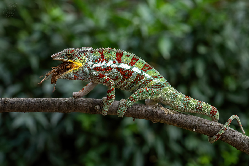 chameleon pardálí - Furcifer pardalis