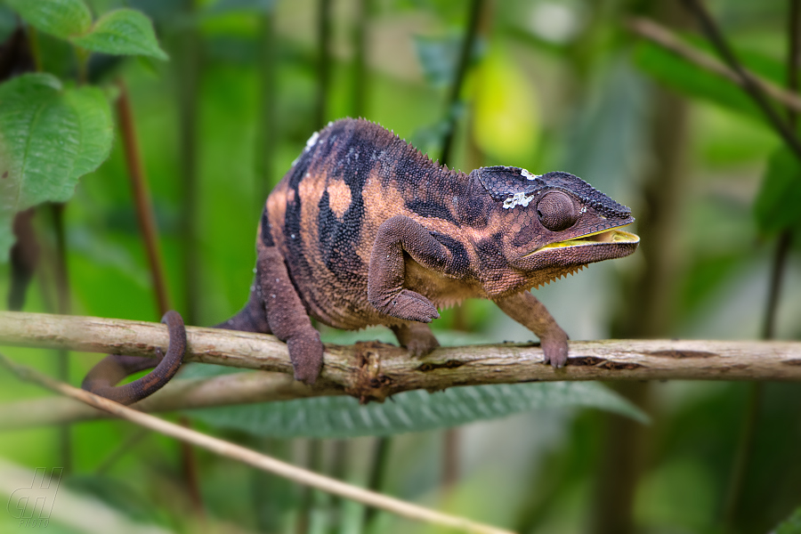 chameleon pardálí - Furcifer pardalis