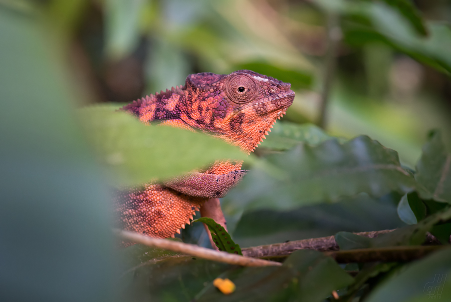 chameleon pardálí - Furcifer pardalis