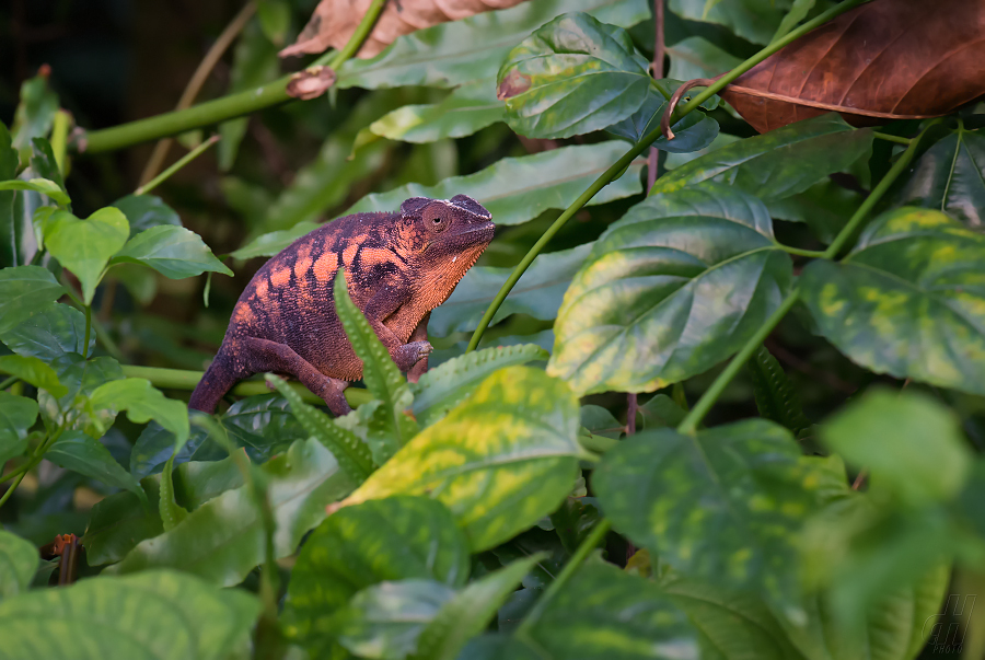 chameleon pardálí - Furcifer pardalis