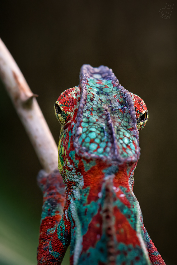 chameleon pardálí - Furcifer pardalis