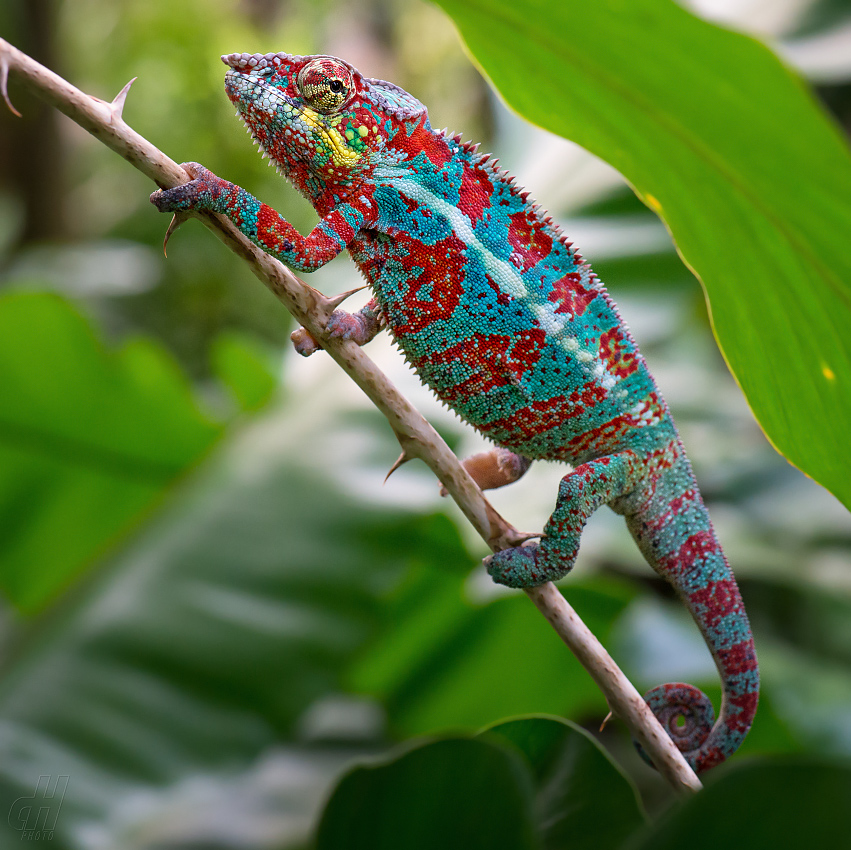 chameleon pardálí - Furcifer pardalis