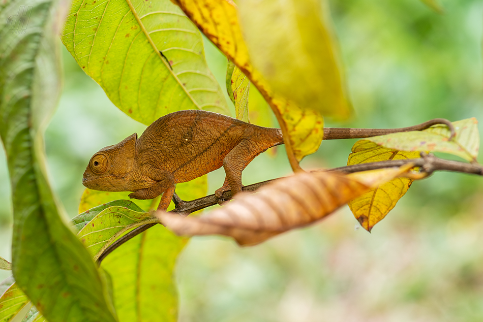 chameleon Parsonsův - Calumma parsonii