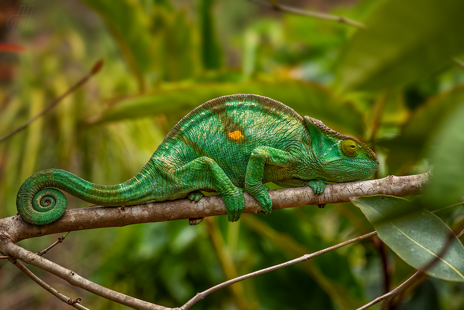 chameleon Parsonsův - Calumma parsonii