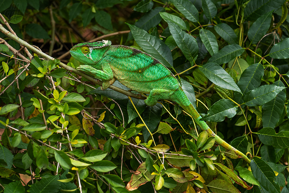 chameleon Parsonsův - Calumma parsonii
