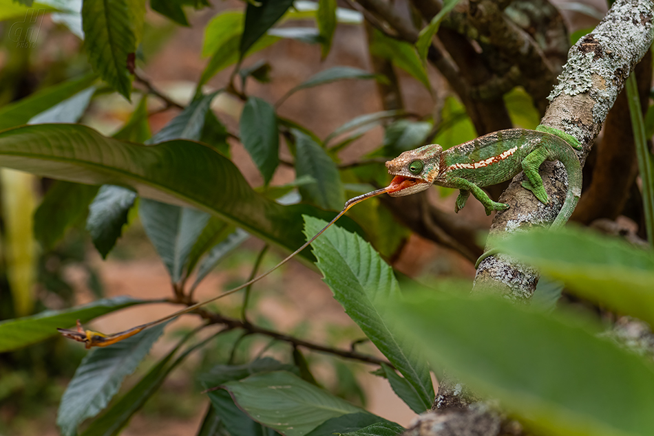 chameleon Parsonsův - Calumma parsonii
