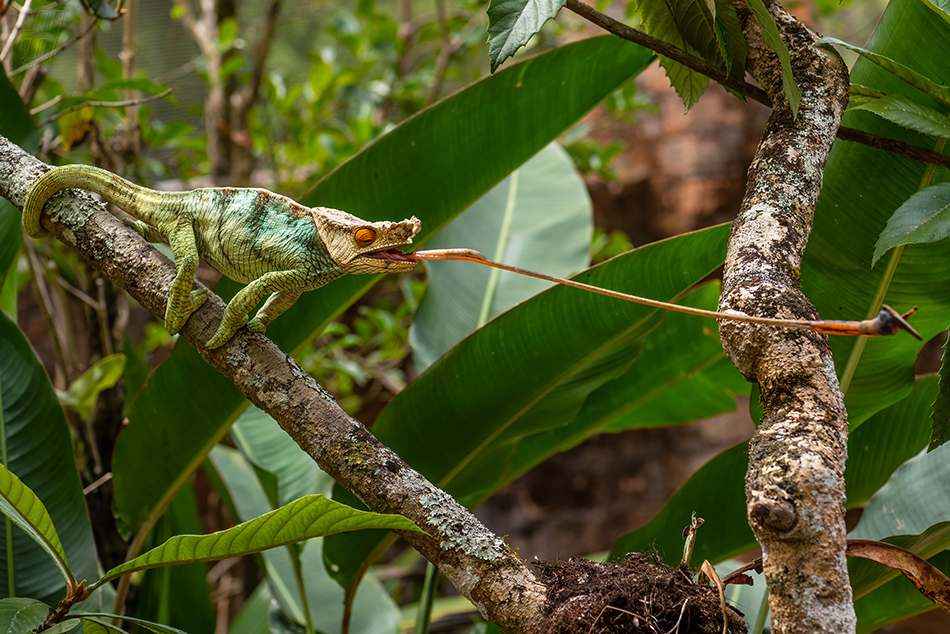 chameleon Parsonsův - Calumma parsonii