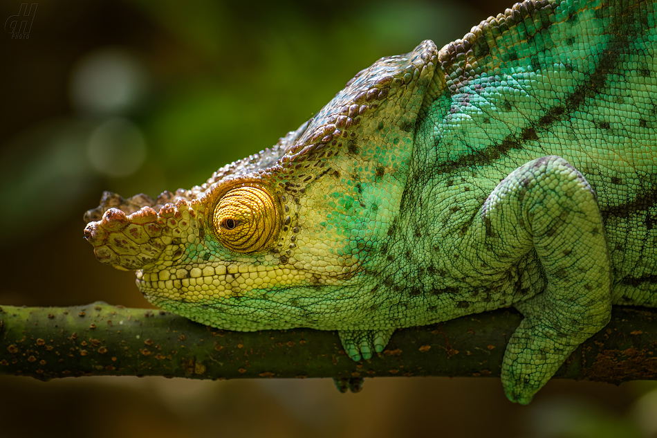 chameleon Parsonův - Calumma parsonii