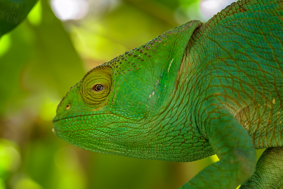 chameleon Parsonův - Calumma parsonii