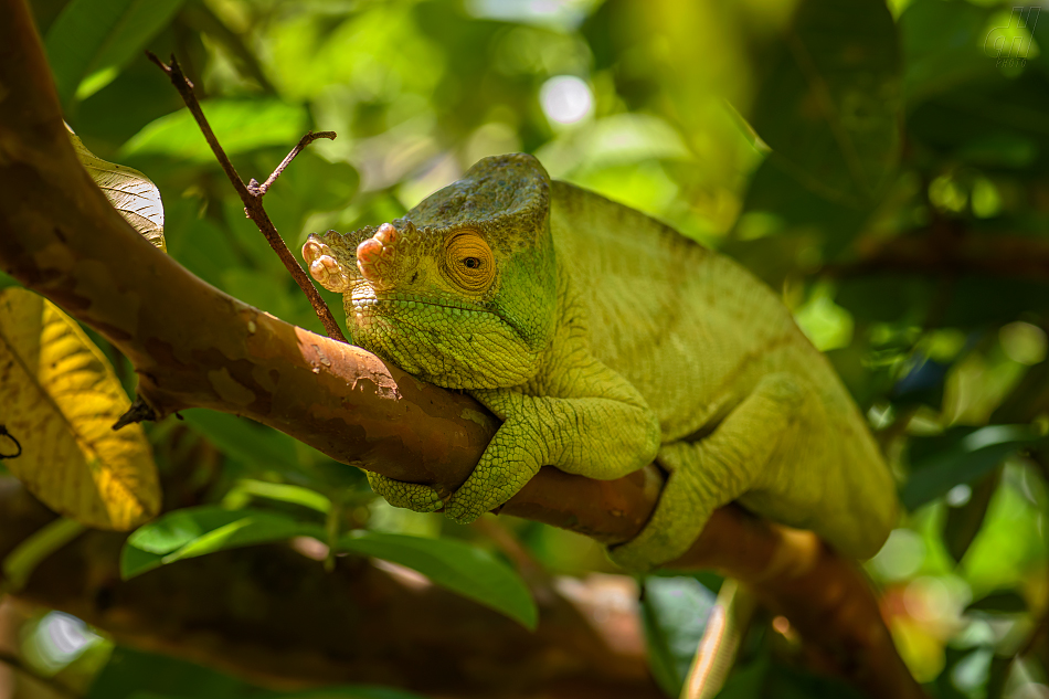 chameleon Parsonův - Calumma parsonii