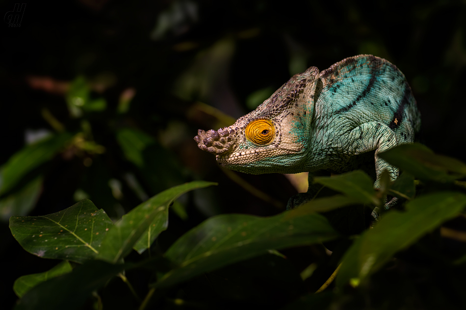 chameleon Parsonův - Calumma parsonii
