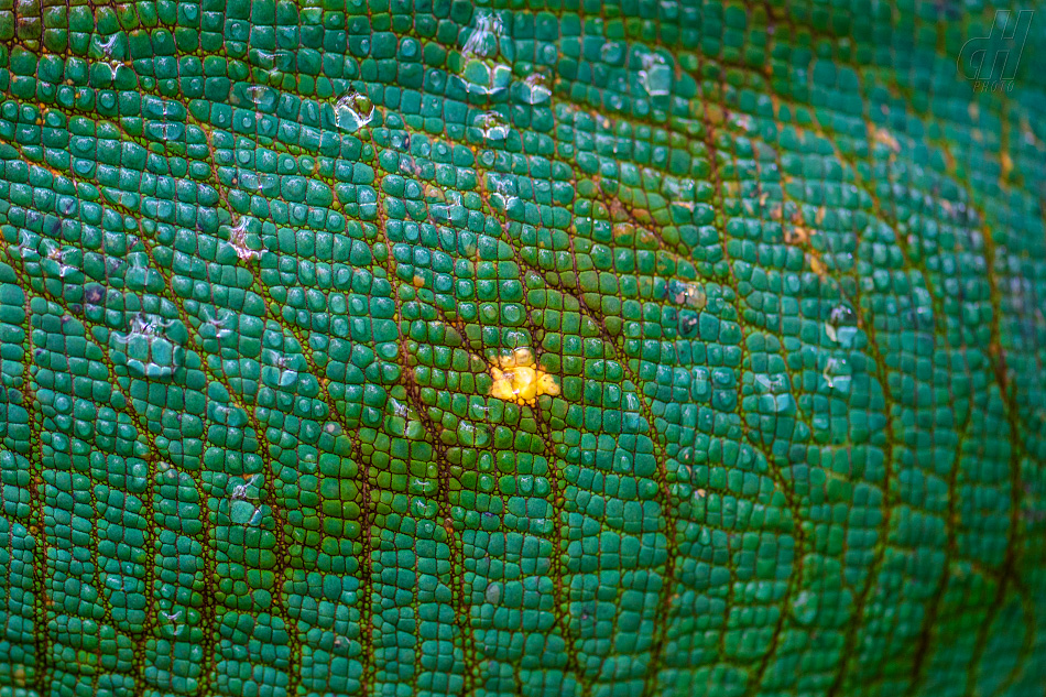 chameleon Parsonův - Calumma parsonii