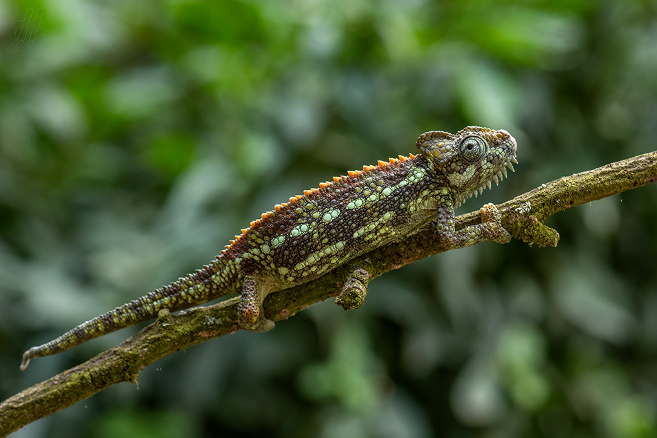 chameleon přilbový - Trioceros hoehnelii
