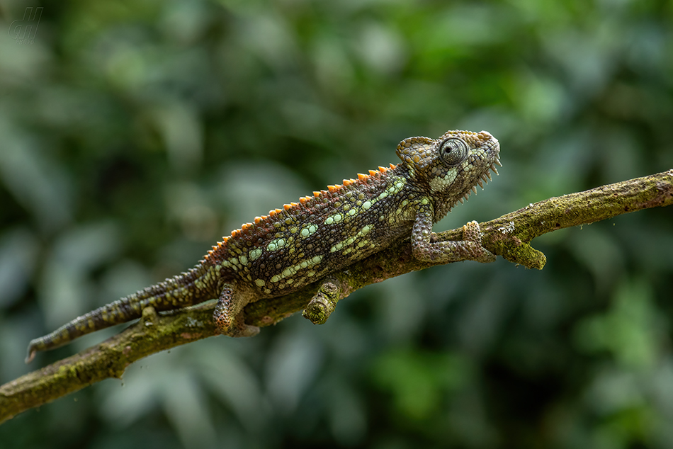 chameleon přilbový - Trioceros hoehnelii