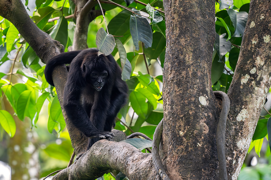 chápan hnědohlavý - Ateles fusciceps rufiventris