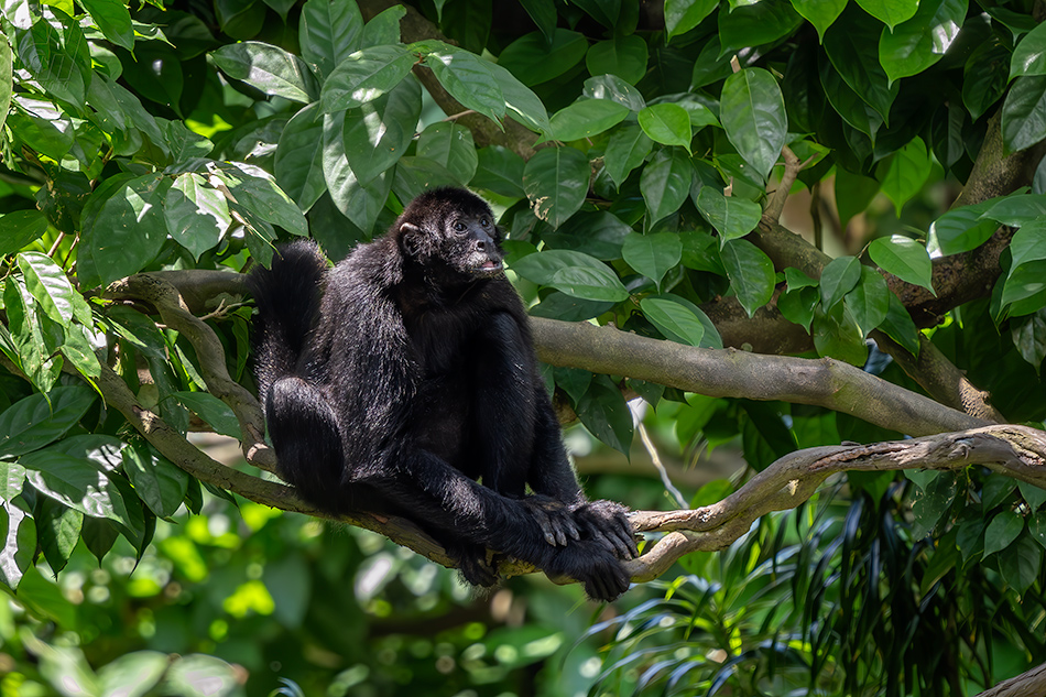 chápan hnědohlavý - Ateles fusciceps rufiventris