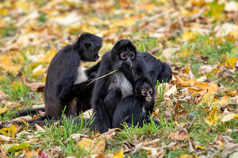 chápan středoamerický - Ateles geoffroyi