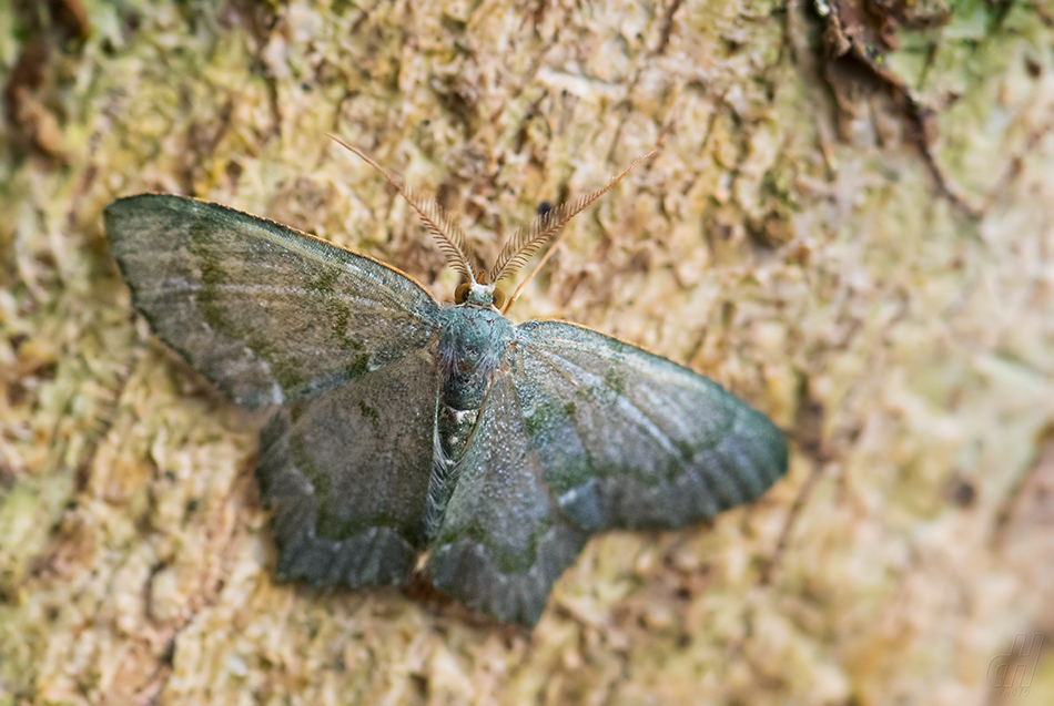 Chloropteryx diluta
