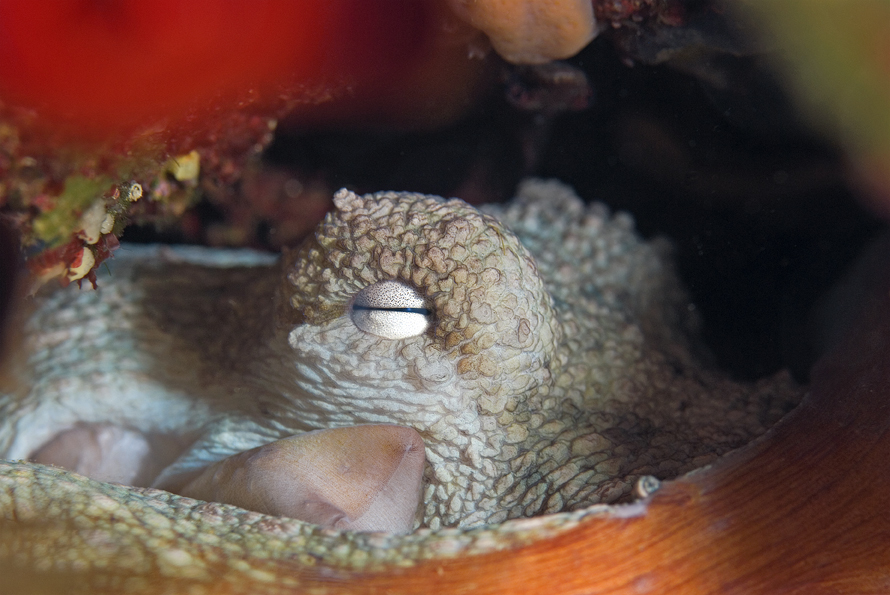 chobotnice pobřežní - Octopus vulgaris