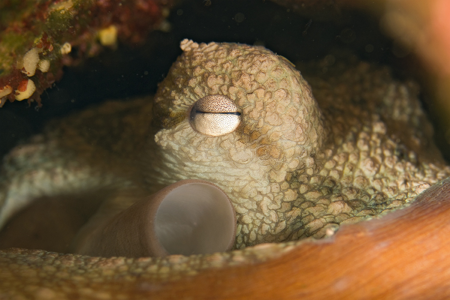 chobotnice pobřežní - Octopus vulgaris