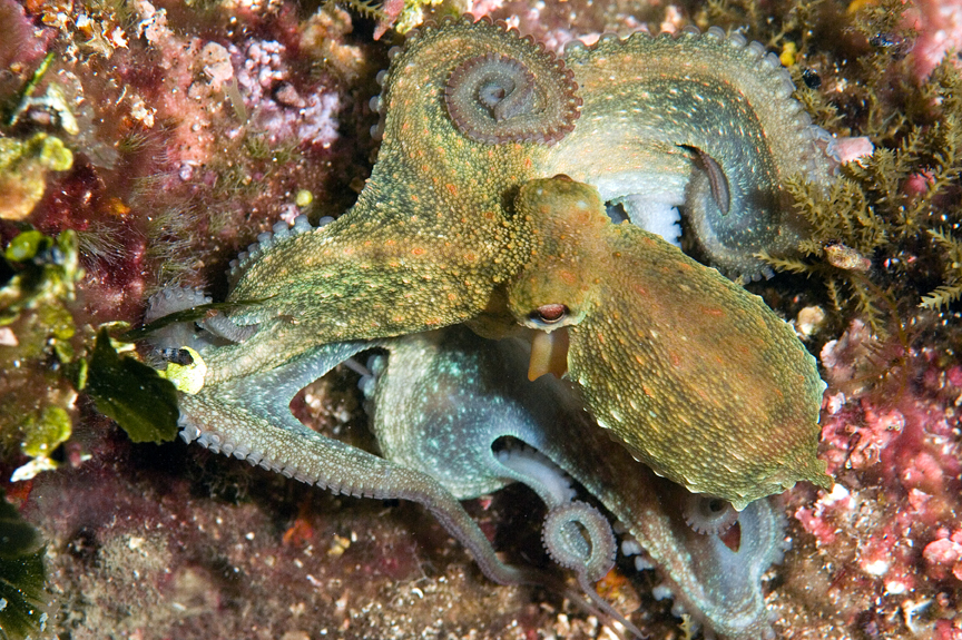 chobotnice pobřežní - Octopus vulgaris
