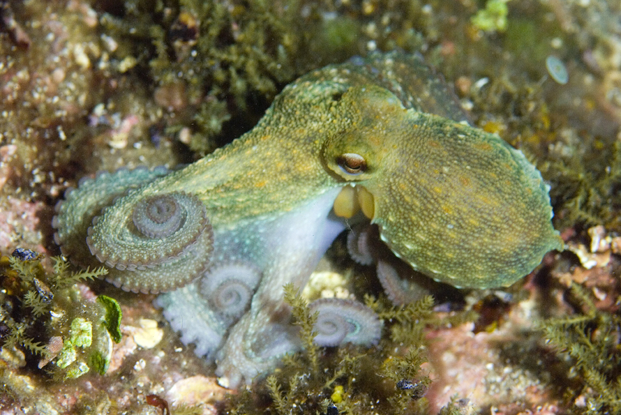 chobotnice pobřežní - Octopus vulgaris