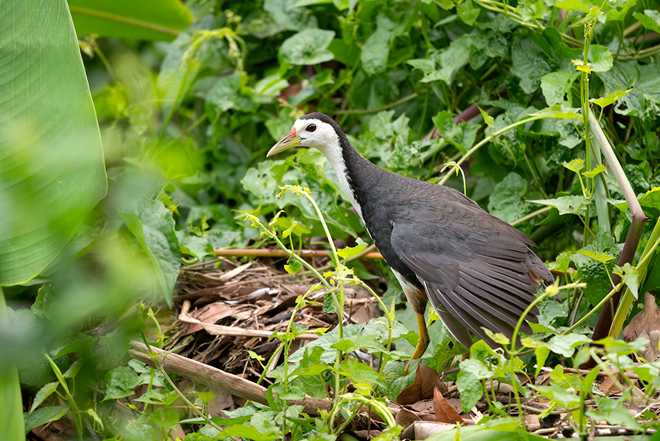 chřástal běloprsý - Amaurornis phoenicurus