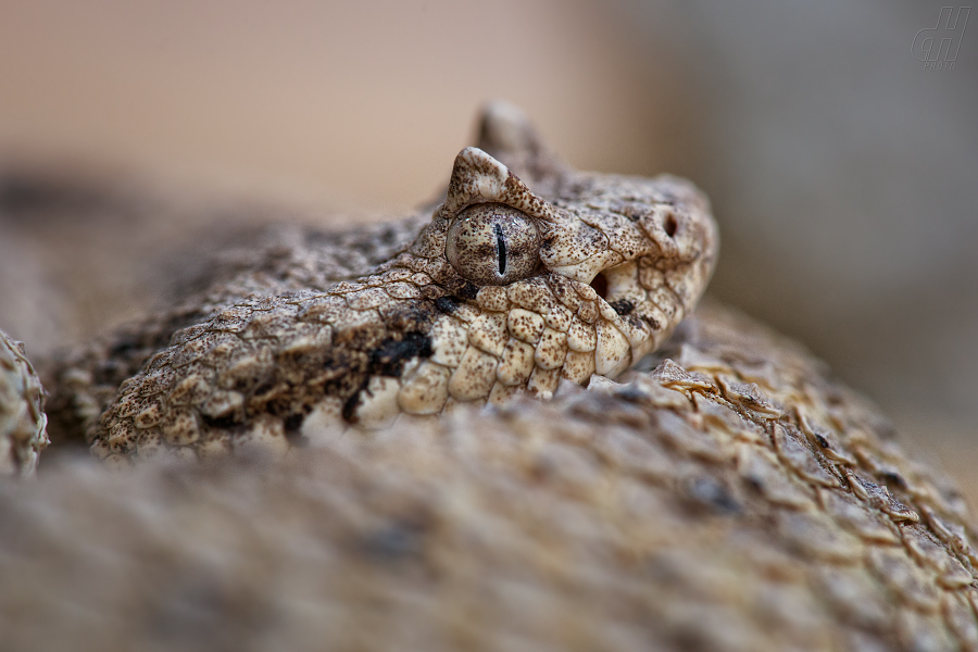 chřestýš rohatý - Crotalus cerastes