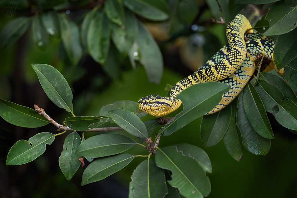 chřestýšovec Waglerův - Tropidolaemus wagleri