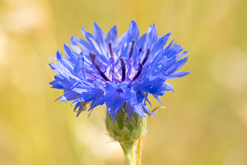 chrpa modrá - Centaurea cyanus