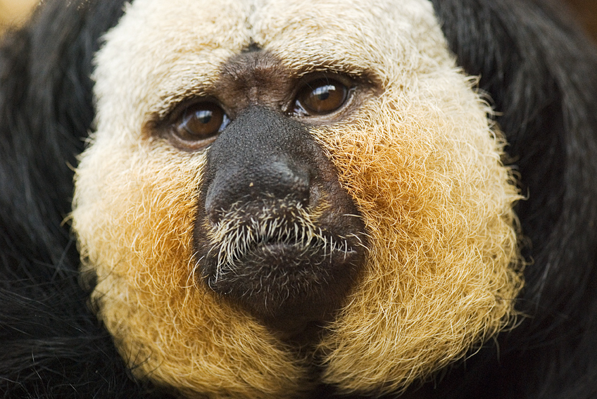 chvostan bělolící - Pithecia pithecia