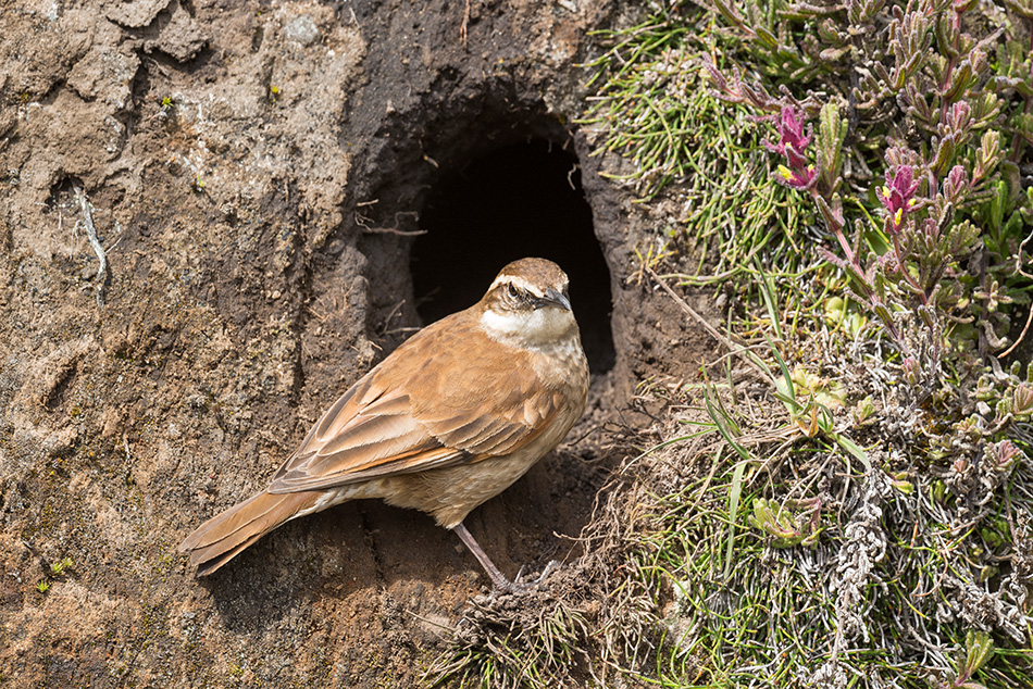 Cinclodes albidiventris