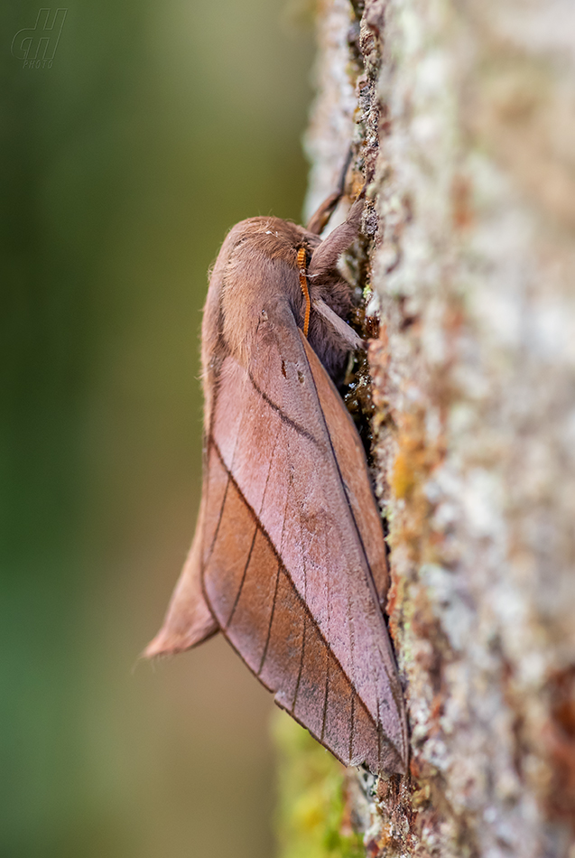 Citioica anthonilis